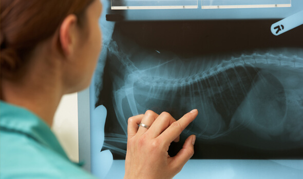 service de Radiologie vétérinaire